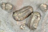 Cluster Of Colorful Austerops Trilobites - Jorf Morocco #362873-1